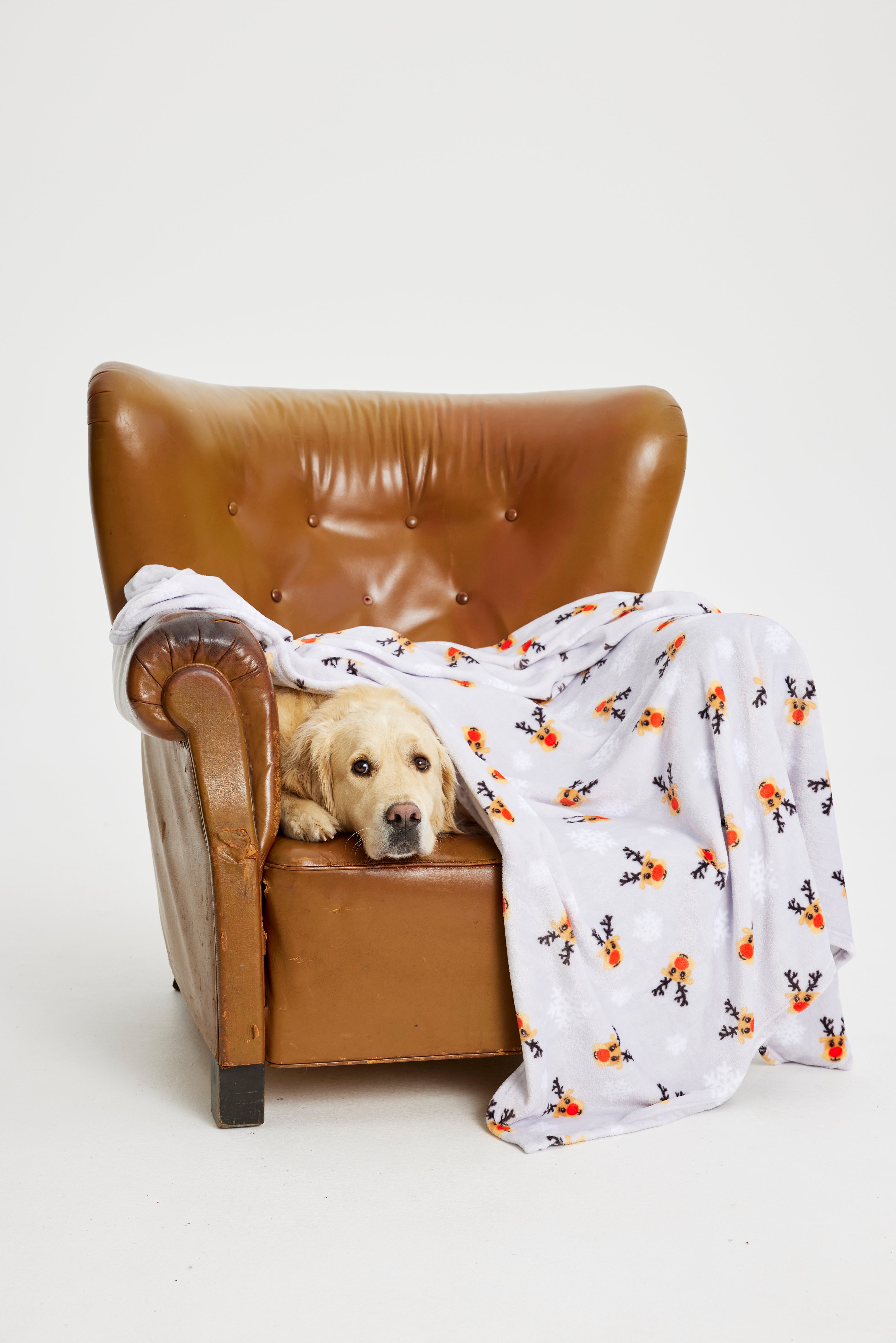 En hund i en stol med et juleteppe over seg.